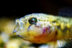 photo of a surprised fish