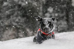 photo of a dog in the snow