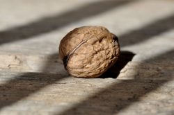 walnut