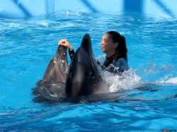 Swimming with dolphins