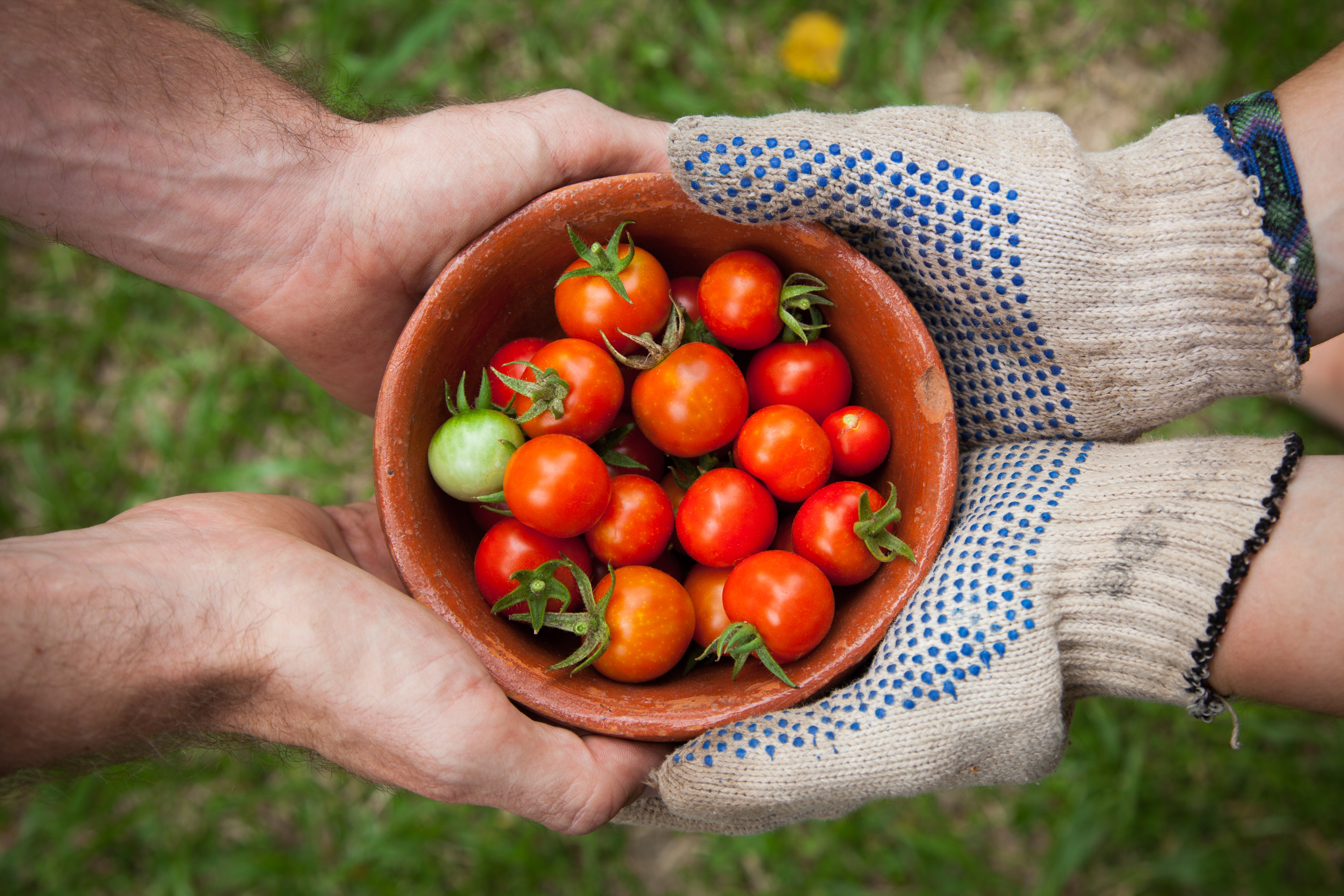 Foodsharing in Russia