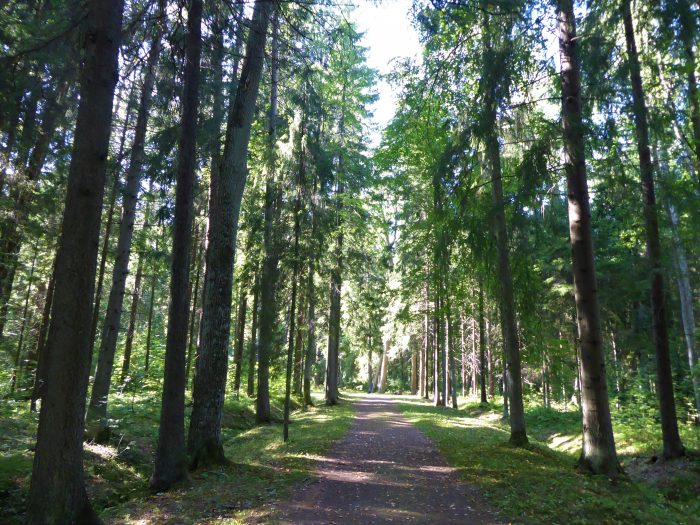 A forest path in the west of the park