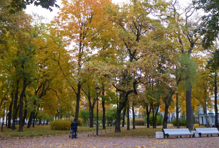 Tall trees in the Nikolskii Sad